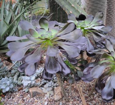 A close up of the aeonium cyclops